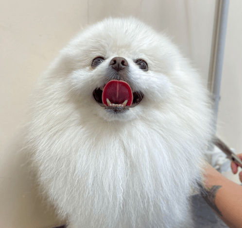 фото питомца-3