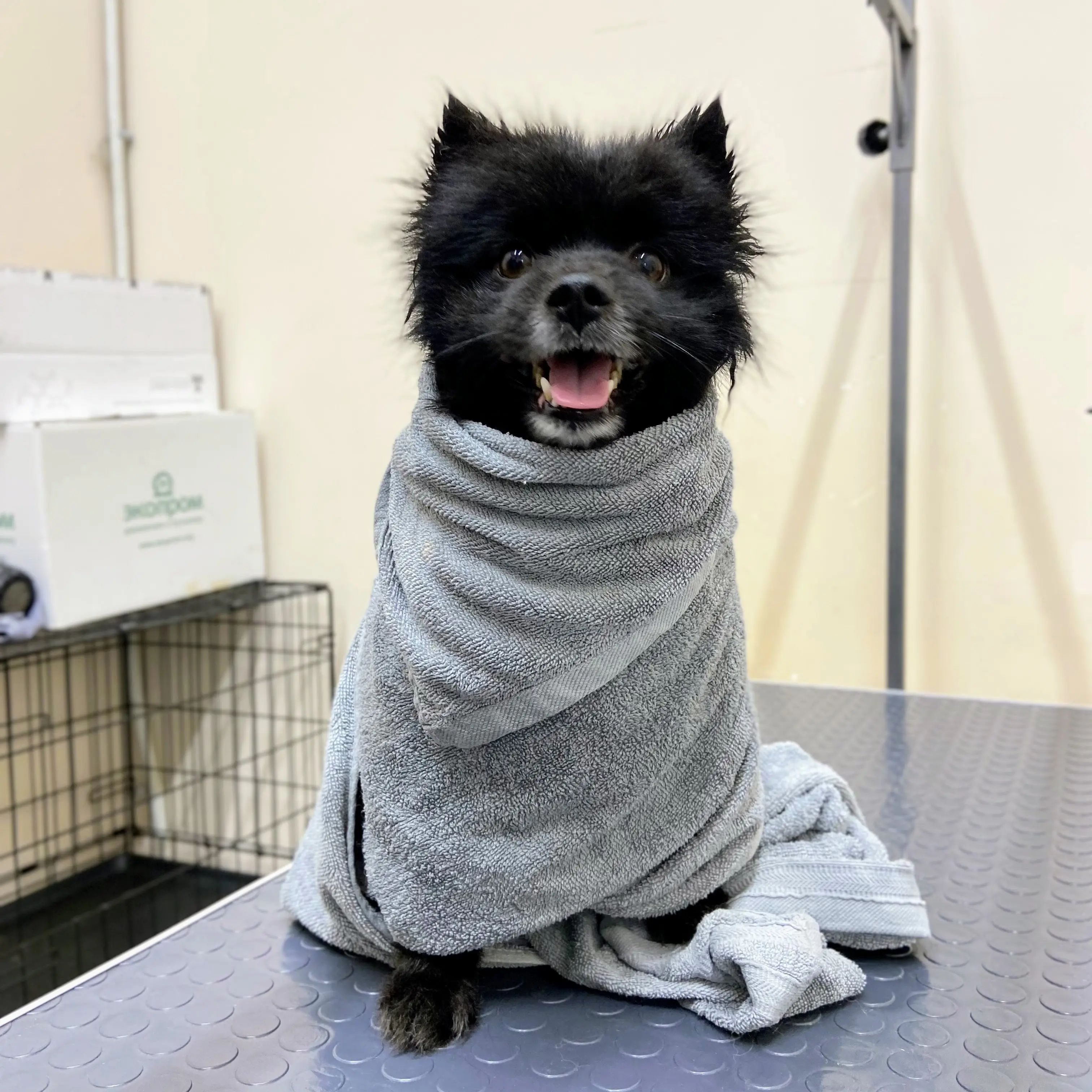 фото питомца-8