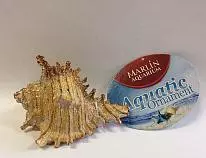 Грот для аквариума Марлин MJA-037 морская раковина 9*7*6 см