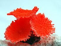 Коралл для аквариума Марлин RT-171S R оранжевый силикон 11*11*7,5 см